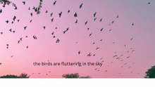 Birds 🐦 are flying