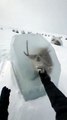 Freeing The Frozen reindeer in Arctic   #arctic  #animal #frozen  #ice #ostrich  #ai #sora2