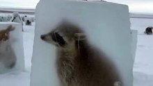 Freeing The Frozen raccoon 🦝 in Arctic   #arctic  #animal #frozen  #ice #ostrich  #ai #sora2