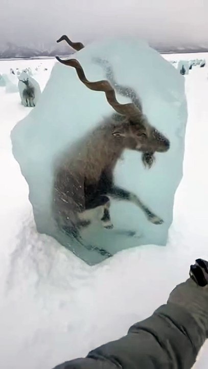 Freeing The Frozen Animals in Arctic   #arctic  #animal #frozen  #ice #ostrich  #ai #sora2