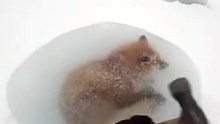 Rescuing The Frozen Fox 🦊 in Arctic