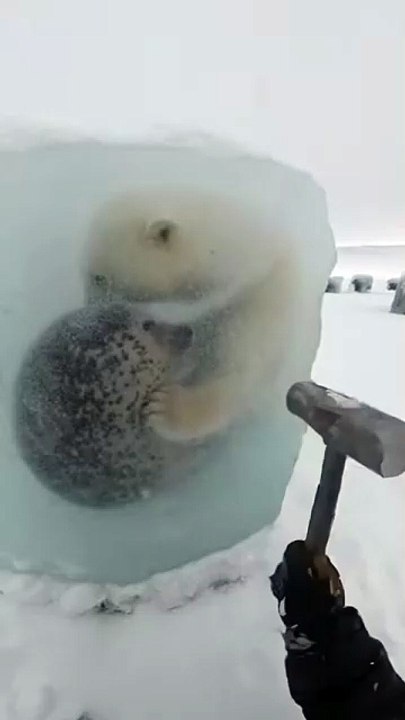 Freeing The Frozen Seal and Polar Bear in Arctic