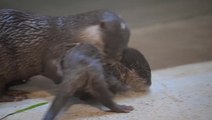 Adorable otter pup gets swimming lessons from mother at zoo