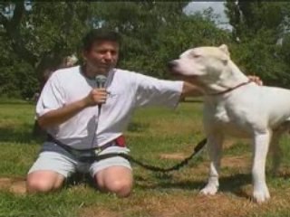 génération molosses P1