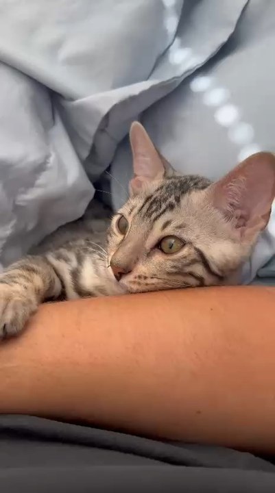 This Bengal cat is basically a tiny leopard with main character energy 🐆✨