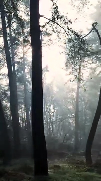 Bosque en la mañana