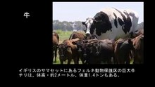 【豆知識】世界の巨大すぎる動物たち【Trivia News】The World's Big Animals