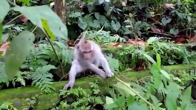 🐶🐥🐷😺🐮🐑🐴🦆🐰 Cute Farm Animals – Puppy, Chick, Piglet, Kitten, Cow, Sheep, Horse, Goose, Rabbit – Adorable Animal Video for Kids!