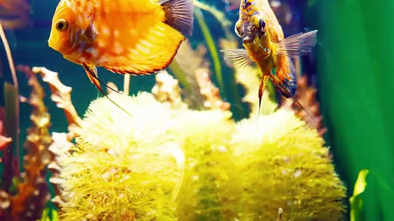 Cute Animal Sounds- Elephant, Cow, Sheep, Dog, Cat, Monkey, Horse, Bird, Pig, Squirrel– Cute Animals