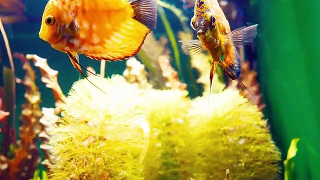 Cute Animal Sounds- Elephant, Cow, Sheep, Dog, Cat, Monkey, Horse, Bird, Pig, Squirrel– Cute Animals