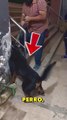 Veterinario inexperto la pasa muy mal con este perro rottweiler