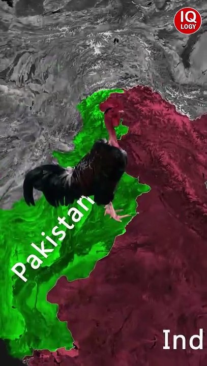 Pakistan Chicken Neck