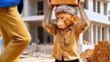 Monkey beta help to a engineer