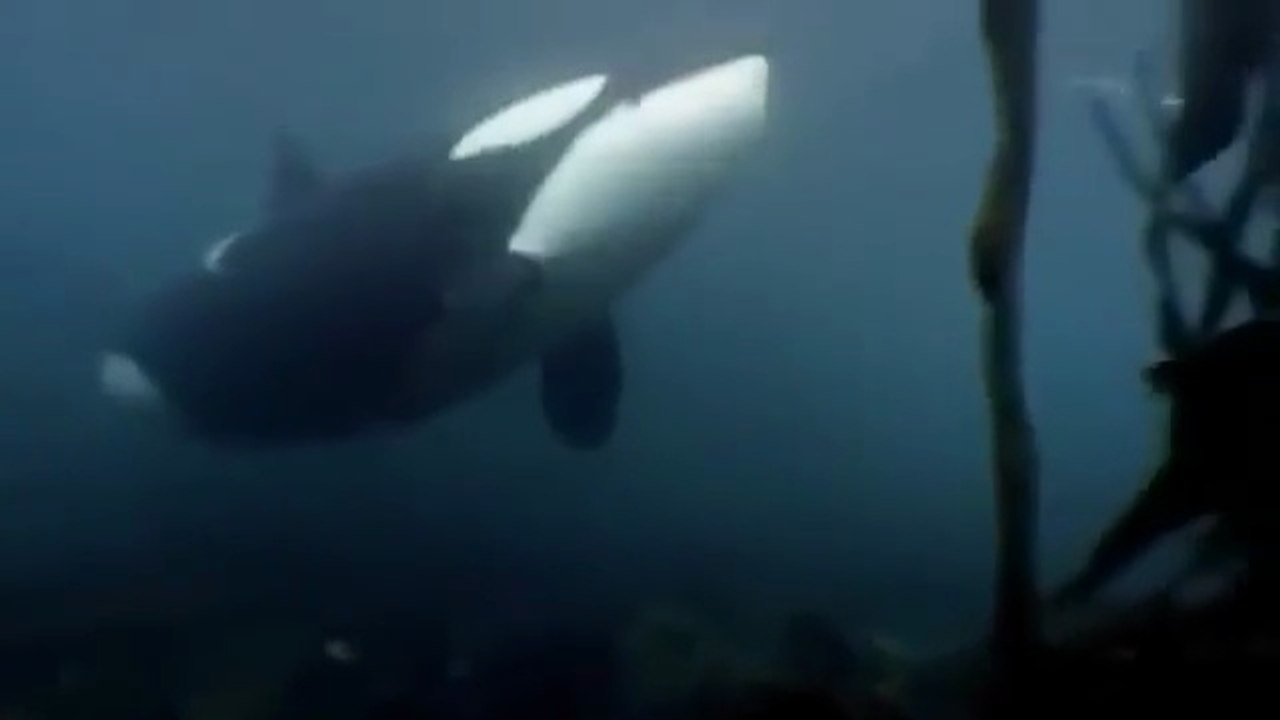 Elegante Mörder - Die Orcas der Antarktis - Tier Doku