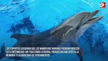Los delfines varados podrían sufrir Alzheimer