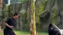 Realistic Strength Challenge Martial Artist vs Gorilla #shorts #gorilla #viral