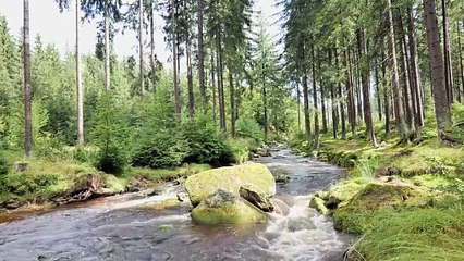 Mountain Forest Stream • Flowing Water Ambience for Sleep & Focus