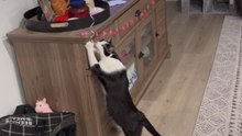 Cat grabs a birthday balloon and struts around like it owns everything