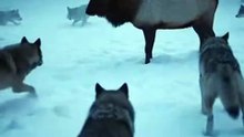 Wolf Pack Surrounds Elk in Snowy Forest Standoff! 🐺🐻 Epic Pack Hunt Tension | Viral AI Short