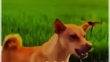 Funny dog video