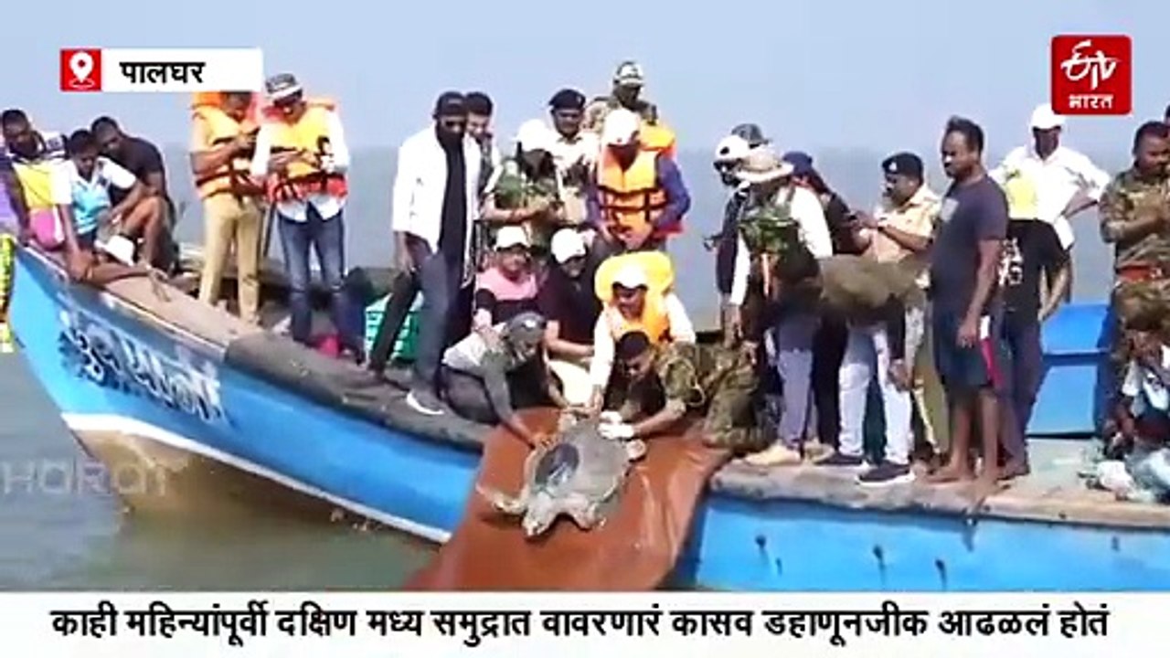 जखमी कासवाचा समुद्रात मुक्त संचार, सॅटेलाईट टॅगद्वारे कळते कासवाची दिशा