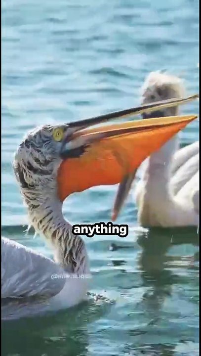 This Bird Will Swallow Almost Everything 😱 #facts #shorts #viral