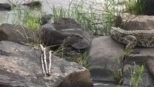 An otter vs a crocodile… and the otter goes straight for the tail 😮 🔥