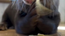 My otter loves to eat 🦦💕