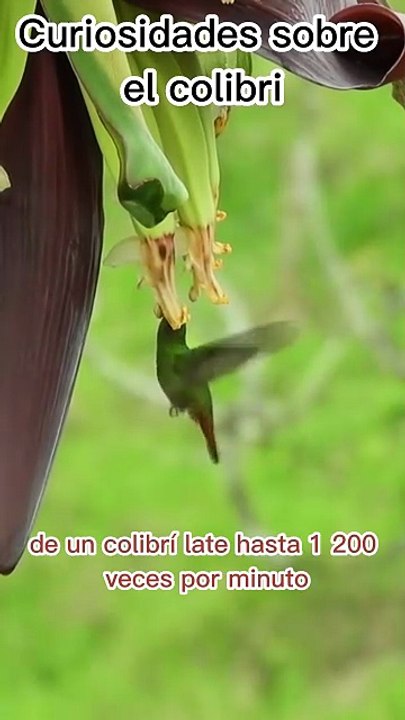Curiosidades obre el colibrí# Colibri, #Ciencia, #Curiosidades