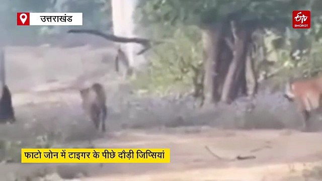 कॉर्बेट के फाटो जोन में नियमों की अनदेखी, बाघ के पीछे दौड़ी जिप्सियां, चालक-नेचर गाइड समेत 4 पर कार्रवाई