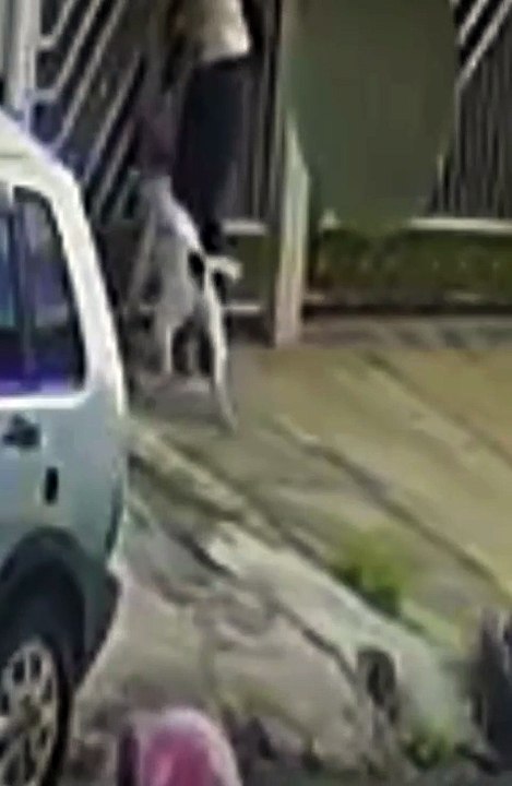 Pitbull ataca criança de 2 anos na frente da casa da avó