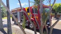 Corpo de Bombeiros captura ouriço em árvore de residência no bairro Floresta