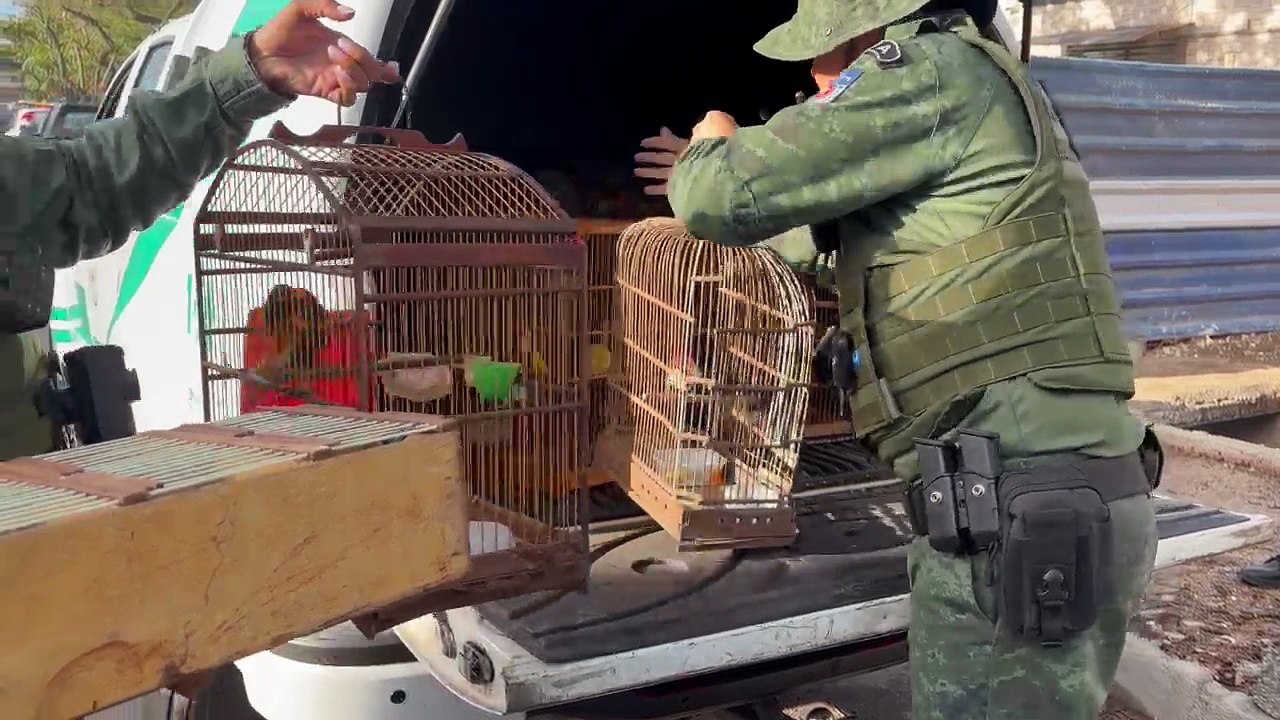 Fiscalização ambiental apreende mais de 30 aves silvestres à venda de forma ilegal