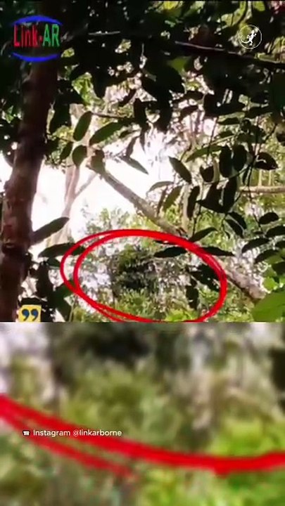 Pembukaan Hutan di Batang Lupar Ancam Habitat Orangutan Kalimantan
