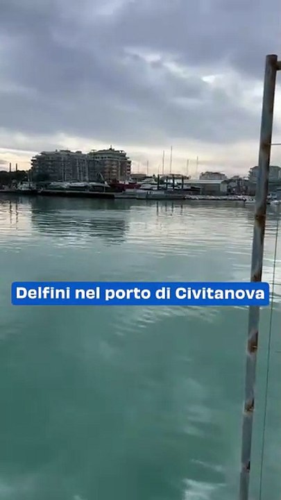 Delfini nel porto di Civitanova: il video