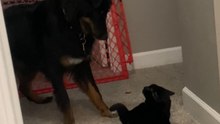Dog tries to test its boxing moves but cat brings strong defense to the moment