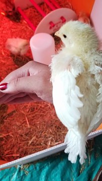 Everybody should try picking up a cute rural chick! ;) | #SparklegleamFarm #Chicken #homestead #farmanimals #cute