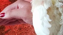 Everybody should try picking up a cute rural chick! ;) | #SparklegleamFarm #Chicken #homestead #farmanimals #cute