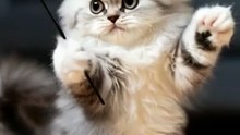 a magic  #cat #catvideos cu #cute