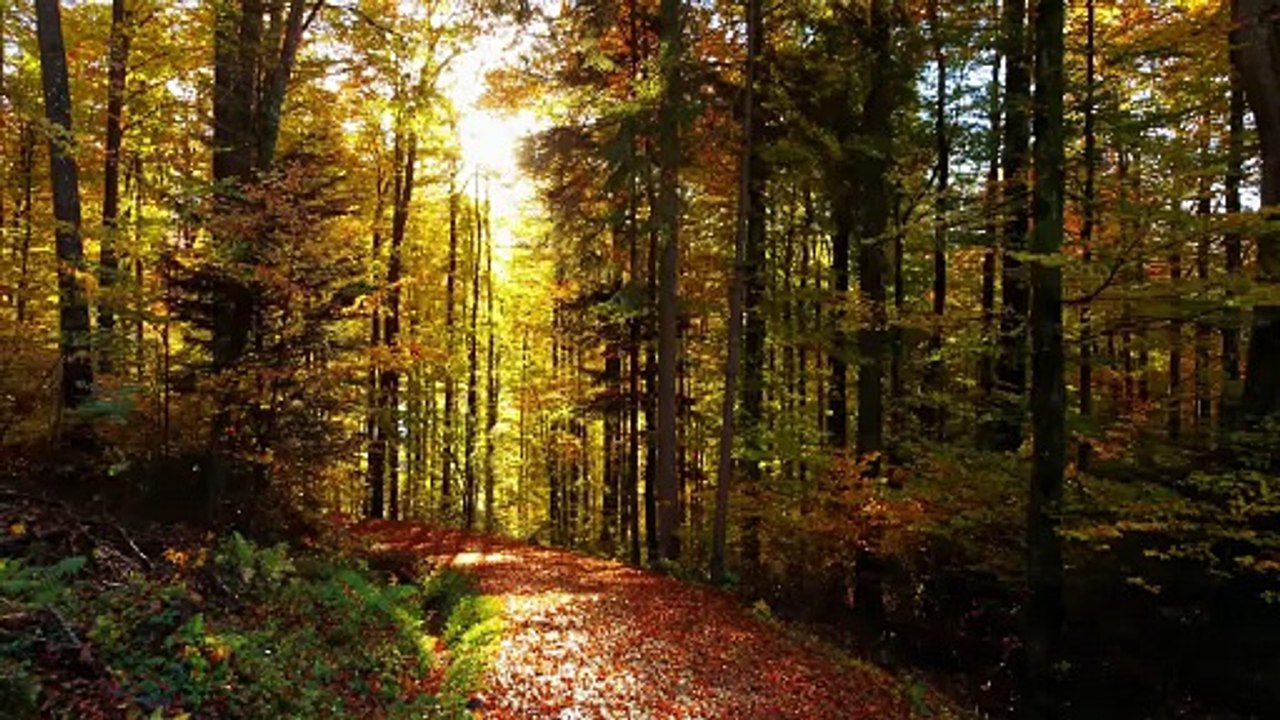 Bosque