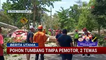 Cuaca Ekstrem Terjang Sleman dan Kuningan, Pohon Tumbang Timpa pengendara dan Rumah Warga