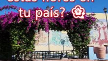 Comment s'appellent ces fleurs ? 🌺 | ¿Cómo se llaman estas flores en tu país? (Cuba)