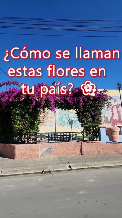 Comment s'appellent ces fleurs ? 🌺 | ¿Cómo se llaman estas flores en tu país? (Cuba)