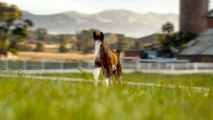 Budweiser’s Clydesdales Return in Super Bowl LX Teaser “Foal”