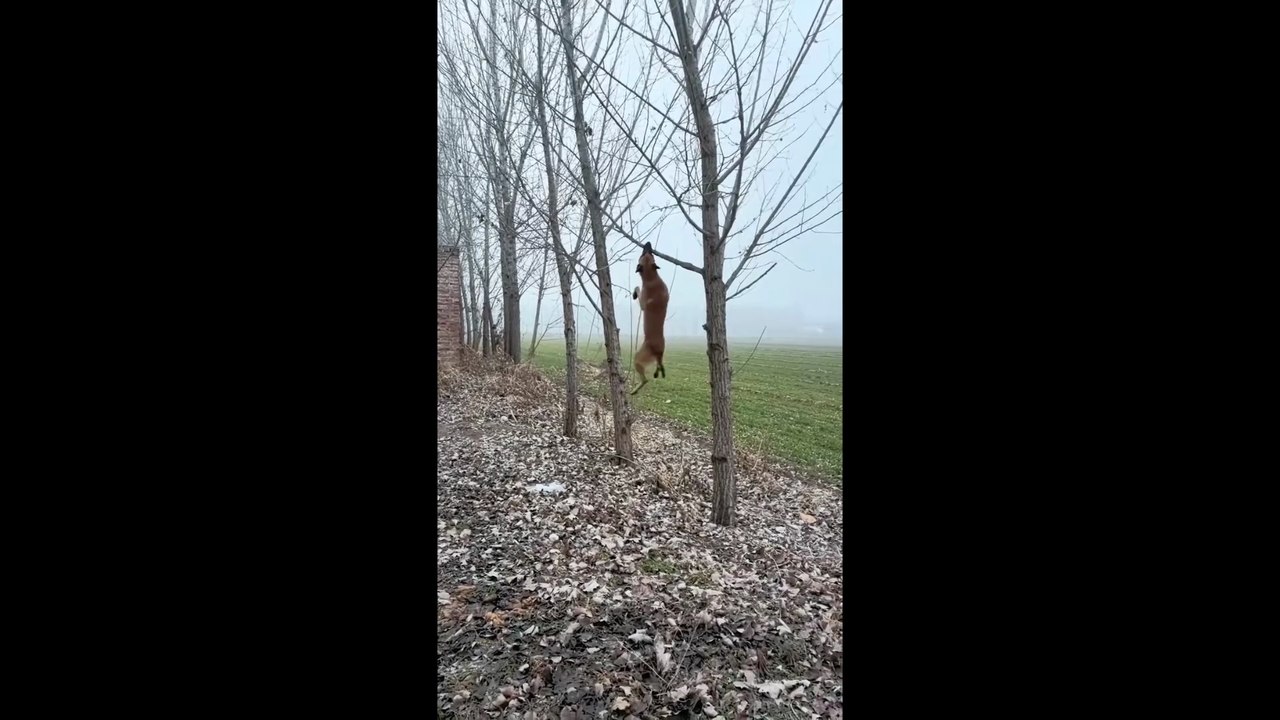 Funniest Belgian Malinois Dog Moments | Smart & Crazy K9 Fails 2026