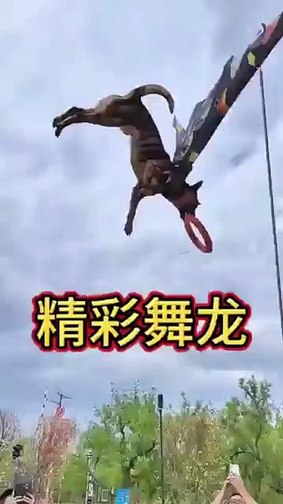 Acrobatic Dog