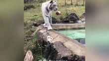 The White Tiger Mother Walking Around the Pool