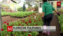 ¿Tulipán holandés en México? El secreto del clima frío en Puebla