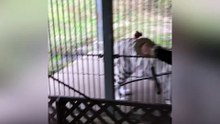 I Gave 2 Pieces of Meat to the White Tiger Family