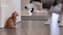 Cats VS Dogs funny Compilation 😺🐩🤣🤣